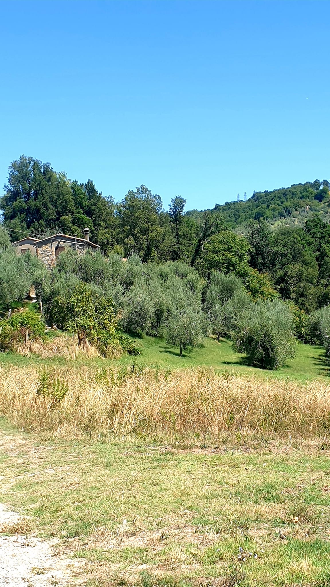 Orvieto, 25 km circa, vendesi Casale con terreno