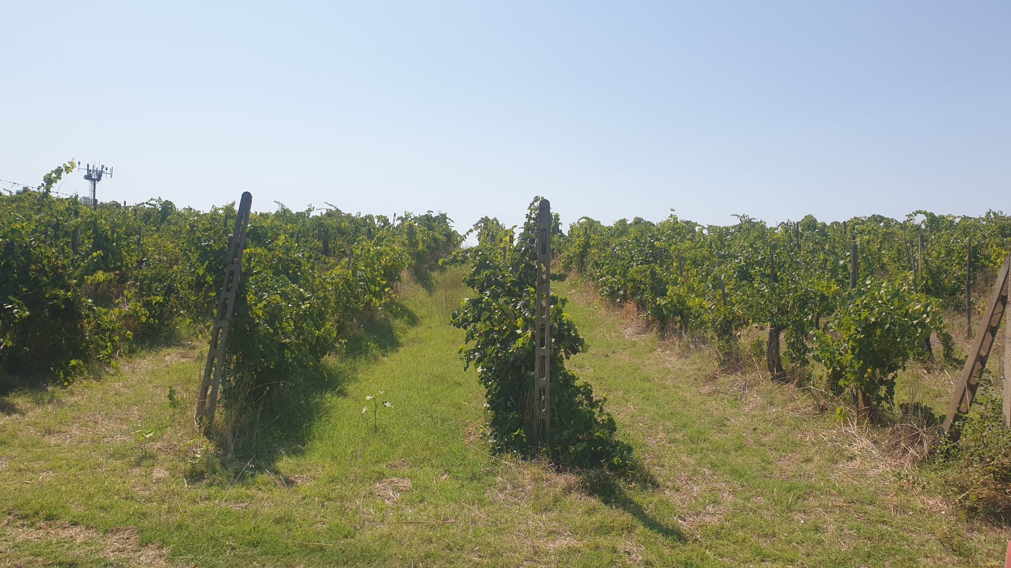 Orvieto, 4 km circa, vendesi azienda agricola vitivinicola.